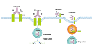 Antibody-drug Conjugate/ADC Related Related Signaling Pathway